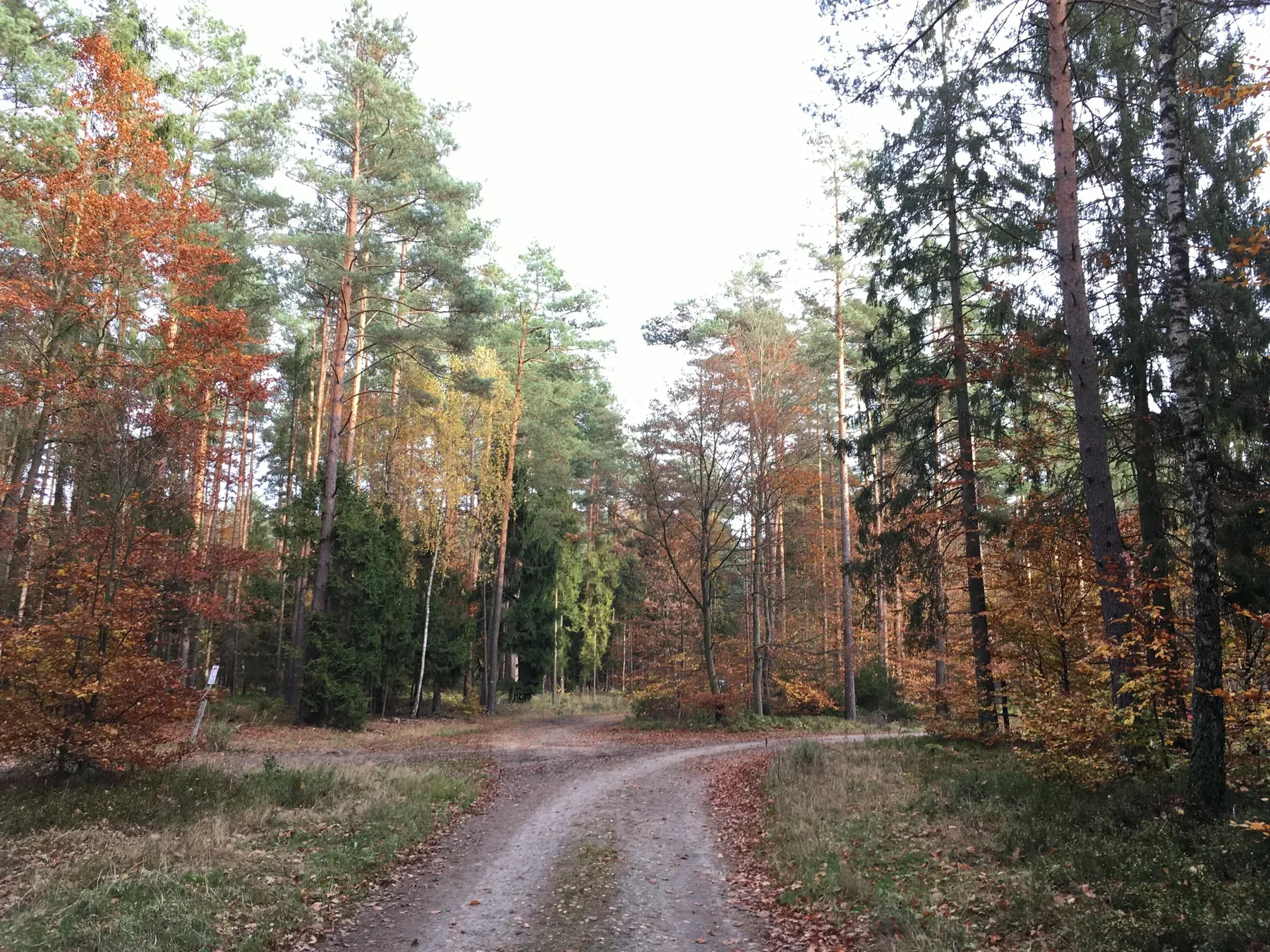 Lasy Iławskie koło Siemian