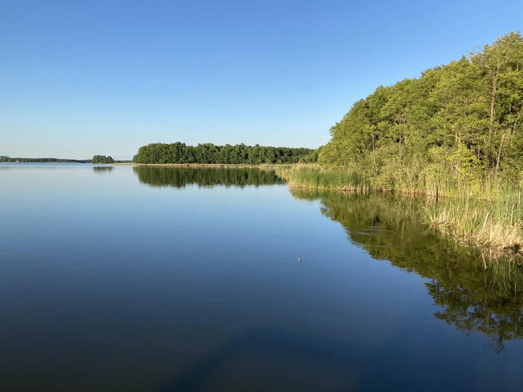 Jezioro Płaskie i leśny brzeg w Jerzwałdzie
