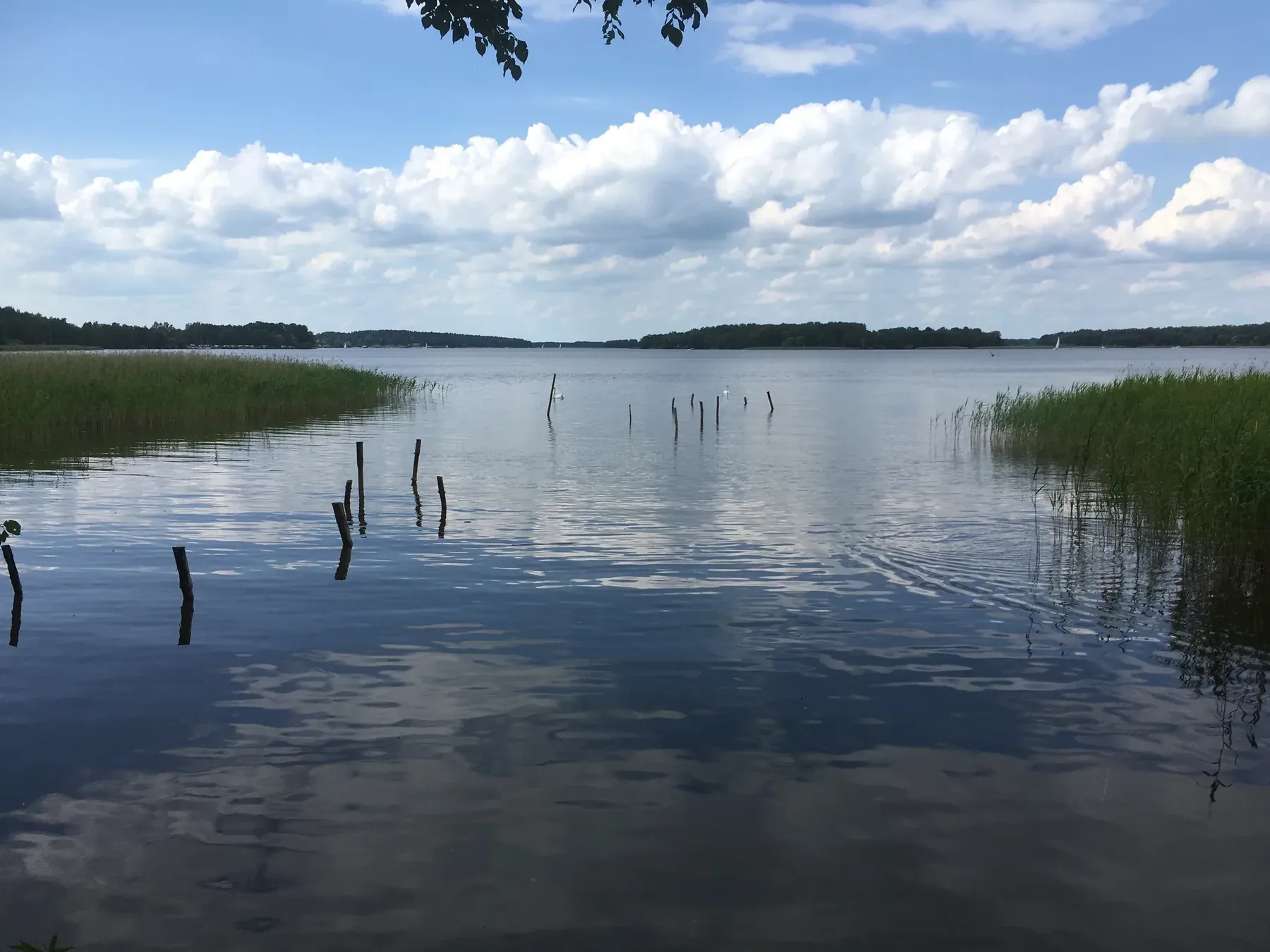 Trzciny i podmokły brzeg charakterystyczne dla rezerwatu Jezioro Karaś